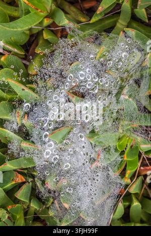 Rete di ragnatele ricoperta di rugiada scintillante con goccioline d'acqua nella natura Foto Stock