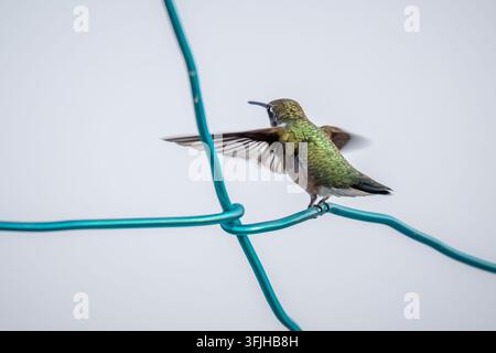 Colibrì dalla gola rossa femmina (Archilochus colubris) in volo verso nuove destinazioni. Raleigh, Carolina del Nord. Foto Stock