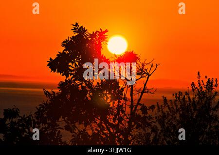 Tramonto dorato sul Puget Sound con fogliame in silhouette e cielo arancione caldo. Foto Stock