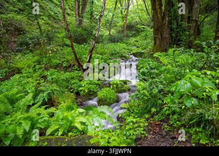 L'acqua nel ruscello di montagna scorre attraverso felci di una foresta verdeggiante Foto Stock