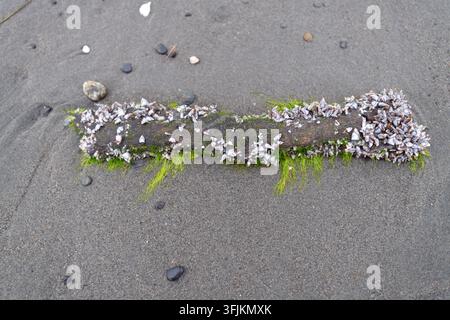 Legno di drift coperto di cirripedi e alghe verdi. Foto Stock