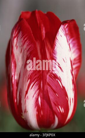 PRIMA PIANURA DI UNA TULIPA SINGOLA ROSSA E BIANCA (TULIPA) Foto Stock