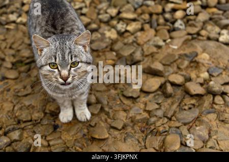Gatto grigio tigrato in piedi su terreno roccioso. Gatto grigio tigrato con occhi verdi in piedi su terreno roccioso e guarda direttamente la fotocamera. Foto Stock