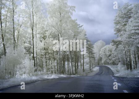 Una strada tortuosa è circondata da alberi catturati con un filtro a infrarossi. Gli alberi appaiono luminosi contro un cielo grigio. Questa scena mostra elementi naturali Foto Stock