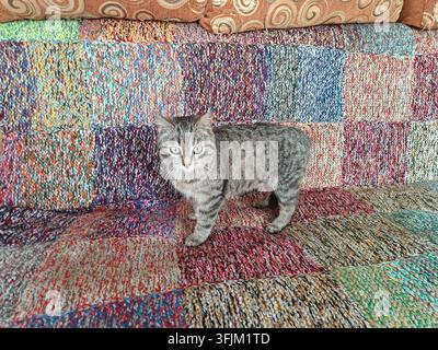 Gatto grigio tigrato in piedi su un divano colorato e strutturato a casa Foto Stock