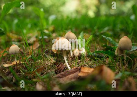 Gruppo di piccoli funghi selvatici a inchiostro (Coprinellus micaceus) che spuntano attraverso l'erba verde e il fogliame marrone caduto su un terreno boschivo soleggiato in autunno. Foto Stock