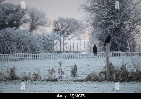 Uccelli neri appollaiati su pali di recinzione in una campagna invernale coperta di ghiaccio con alberi e vegetazione ghiacciati. Foto Stock