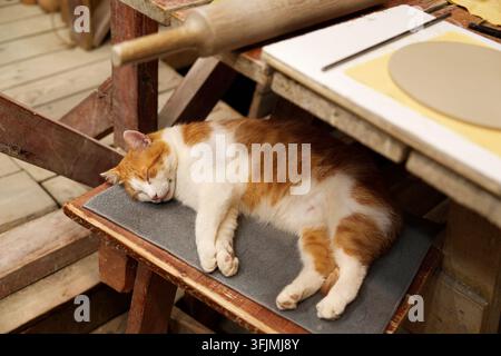 Un gatto arancione e bianco addormentato che riposa su una sedia di legno. Foto Stock