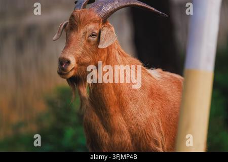 Ritratto ravvicinato di una capra marrone con corna in piedi all'aperto a Hong Kong Foto Stock