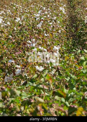 Primo piano di capsule di cotone biologico mature che crescono su una pianta di cotone prima della raccolta in un campo agricolo. Foto Stock