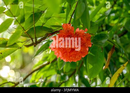 Primo piano di un vivace grappolo di rose del Venezuela a forma di sfera arancione che fiorisce su un ramo, circondato da una lussureggiante vegetazione tropicale verde in una luce soffusa Foto Stock