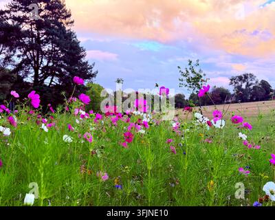 Fiori selvatici colorati rosa e bianchi di cosmee in fiore in un campo sotto un cielo pastello vibrante al tramonto. Foto Stock