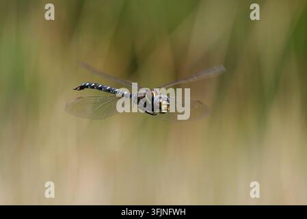 Libellula Hawker comune in volo sopra uno stagno di canne, primo piano macro con sfocatura del movimento sullo sfondo Foto Stock
