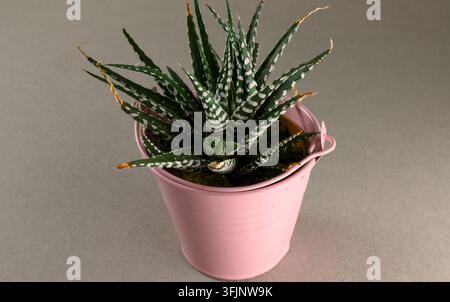 Un primo piano aereo cattura i dettagli intricati di una succulenta Haworthia verde, mostrando le sue foglie striate distintive e la texture. La pl Foto Stock