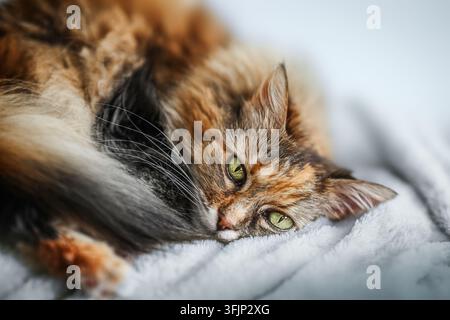 Gatto tabby a pelo lungo che riposa su una coperta morbida Foto Stock