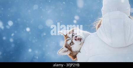 Cucciolo di Husky Siberiano che guarda la telecamera in una scena invernale innevata Foto Stock