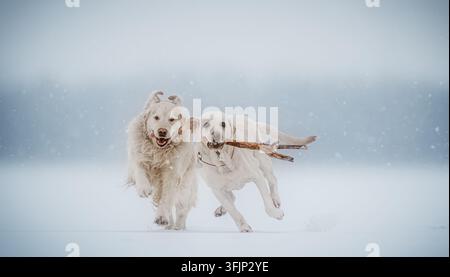 Due cani che corrono nella neve con un bastone in inverno Foto Stock