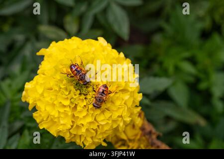 Due mosche volanti su un fiore di calendula giallo ai Parkview Gardens, Winkler, Manitoba, Canada. Foto Stock