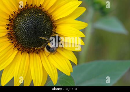 Ape che raccoglie polline da un girasole in un giardino inglese, Norfolk, Inghilterra Foto Stock