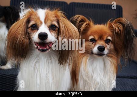 Ritratto di cane phalène e papillon come animale intelligente e simpatico Foto Stock