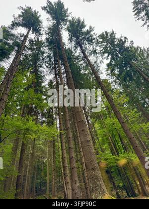 Alti pini in una foresta verde illuminata dal sole in una giornata soleggiata, Bassa Slesia, Polonia Foto Stock
