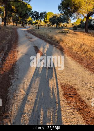 Il sole tramonta la sera mentre un ciclista pedala su un sentiero sterrato circondato da alberi. Le ombre si allungano sul terreno, creando pattern interessanti. Foto Stock
