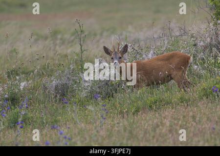 Cervo europeo, cervo, cervo selvatico, cervo selvatico, cervo maschio, maschio, cervo, cervo maschio, Capreolus capreolus, cervo europeo, cervo europeo occidentale, cervo, Europa Foto Stock