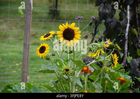 Gruppo di girasoli in fiore che crescono insieme in un giardino Foto Stock