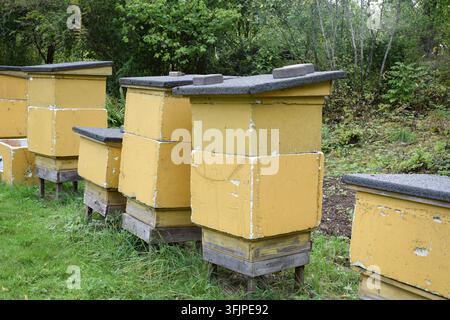 Filiera di alveari gialli in un ambiente boschivo Foto Stock