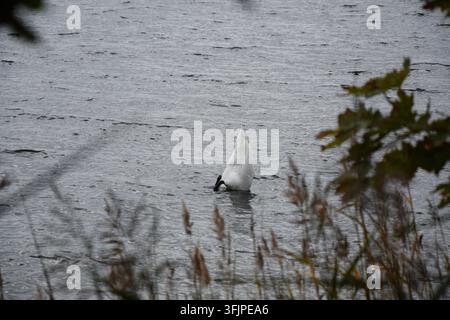 Cigno che cerca cibo con la testa sott'acqua e le zampe sollevate sopra l'acqua Foto Stock