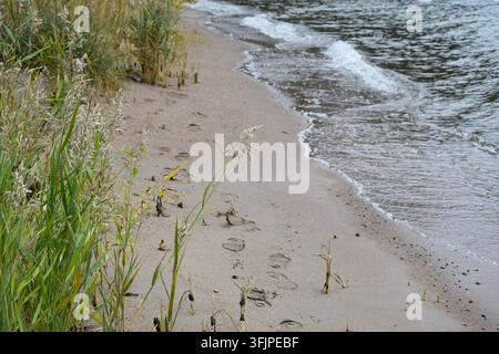 Impronte nella sabbia accanto all'acqua calma e all'erba costiera Foto Stock
