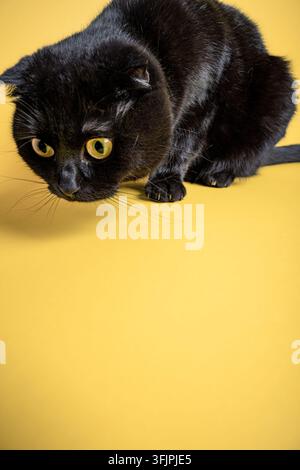 Gatto Scottish Fold nero su sfondo giallo Foto Stock