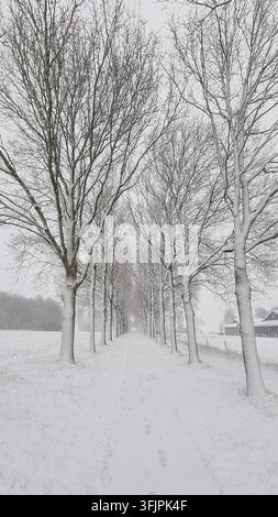 Alberi coperti di neve in fila durante l'inverno Foto Stock