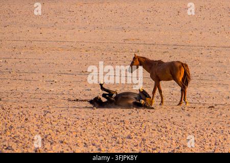Un cavallo selvatico che si rotola nella polvere nella luce dorata del mattino nel deserto della Namibia Foto Stock