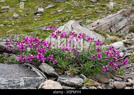 Epilobio alpino in fiore, che cresce tra le rocce Foto Stock
