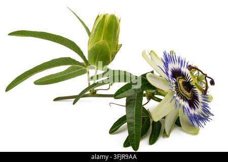 Fiore di passione isolato su sfondo bianco Foto Stock