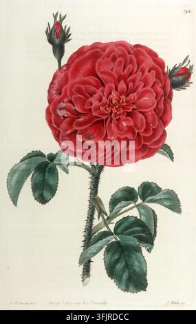 Illustrazione di ex libris raffigurante 198 Rosa centifolia, comunemente nota come rosa, di S. Watts (fl.c.1820-1845), tratta da The florist's guide. Collezione del volume II, datata 1831. Una grande rosa rossa in piena fioritura con petali a strati e alcuni centri tinti di giallo si trova sopra uno stelo verde spinoso con diverse foglie verdi e alcuni boccioli rossi su uno sfondo pallido. Piastra incisa colorata a mano di ‘Lee’s Carmine Rose’, Rosa centifolia var. Watts secondo un originale di Edwin Dalton Smith. Volume II' di Robert Sweet. Foto Stock