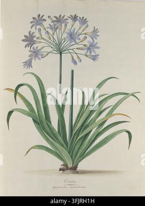 Disegno raffigurante Crinum Agapanthus umbellatus Agapanthus africanus, comunemente noto come giglio africano, di Anonimo, dalla collezione Regne Vegetal, datato 1800. Un dipinto botanico che mostra una pianta verde a foglia con foglie lunghe e arcuate e un singolo stelo alto sormontato da un grappolo di fiori a forma di stella da blu pallido a lavanda e alcuni boccioli giallastri su uno sfondo beige chiaro. Pittura ad acquerello, carta incollata. LC: 'Crinum / Agapanthus umbellatus'. Foto Stock