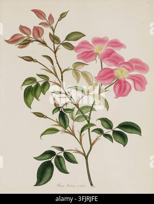 Illustrazione di piatto di libro che raffigura Rosa Indica simplex, comunemente nota come rosa, dalla collezione "Roses o una monografia del genere Rosa", datata 1805. Un'illustrazione botanica di uno stelo con un gruppo di foglie verdi e tinte di rosa e alcune fiori rosa con centri gialli su uno sfondo bianco sporco. Piatto inciso colorato a mano raffigurante Rosa indica simplex Rosa indica, descritto sulla pagina del titolo come "disegnato, inciso, descritto e colorato dalle piante viventi". Scritto a mano a matita nell'angolo TR "69". Foto Stock