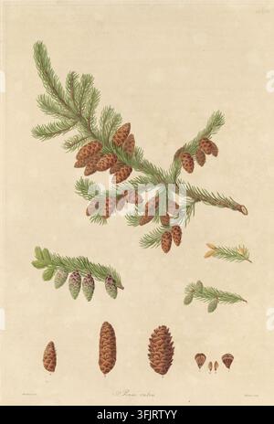 Illustrazione di copertina di libro raffigurante Tab. XXVIII Pinus rubra, comunemente nota come pino, di Warner (fl.c.1790-c.1800), dalla collezione "A description of the genus Pinus", datata 1803. Un'illustrazione botanica che mostra un ramo con foglie a forma di ago verdi e coni di pino marroni, diversi rametti più piccoli con coni verdi e tinteggiati di viola, e alcuni coni marroni staccati e parti di cono su uno sfondo beige. Piastra incisa colorata a mano con quattro illustrazioni di Pinus rubra, che includono anche sette dettagli botanici. La copertina del libro porta le impronte "Ferd. Bauer delin. Warner sculp". Foto Stock