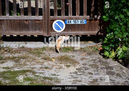 Ritratto di un adorabile gatto randagio nero e bianco. Ha gli occhi verdi. Il suo pelo è molto folto. Foto Stock