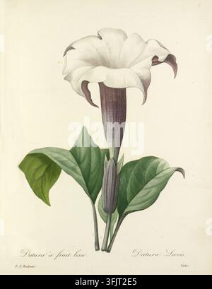Illustrazione di ex libris raffigurante il frutto liscio di Datura Datura Loevis, di Victor (fl.1820-1850), dalla collezione Choix des plus belle fleurs: et des plus beaux fruits, datata 1827. Un'illustrazione botanica di un fiore alto a forma di tromba con una sommità bianca arricciata e una base tubolare tinta di viola che emerge da foglie verdi, mostrando steli lisci e diverse ampie foglie verdi con vene visibili su uno sfondo pallido. Incisione a puntini stampata a colori e rifinita a mano raffigurante Datura loevis Datura. L'ex libris reca le impronte 'P.J. Redoute' e 'Victor'. Foto Stock