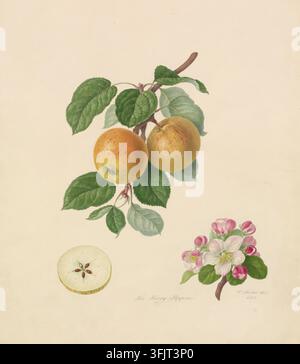 Disegno raffigurante la mela Kerry Pippin, Tavola 4, di William Hooker (1779-1832), dalla collezione dei disegni di frutta di Hooker, datato 1818. Un'illustrazione botanica che mostra un ramo con foglie verdi e due mele rotonde gialle con macchie rosse, una sezione trasversale di polpa di mela pallida con un motivo a seme a forma di stella e un grappolo di fiori di melo rosa e bianchi su uno sfondo beige. Pittura ad acquerello, 46,2 cm x 37 cm, incollata sulla pagina, carta. firmato e datato "W. Hooker del 1818" (in basso a destra). Foto Stock