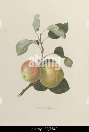 Illustrazione di copertina raffigurante la Kerry Pippin, comunemente conosciuta come mela, dalla collezione Pomona Londinensis, datata 1818. Un'illustrazione botanica che mostra un ramo con alcune foglie verdi e due frutti rotondi che esibiscono toni gialli e rossi su uno sfondo bianco sporco semplice. Piastra incisa a puntini colorata a mano raffigurante la mela 'The Kerry Pippin' Malus domestica 'Kerry Pippin'. Dal libro 'Pomona Londinensis' di William Hooker. Foto Stock