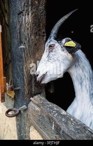 Una capra guarda fuori da una finestra della cabina. La scena cattura le caratteristiche dell'animale e l'ambientazione rustica della struttura. Foto Stock