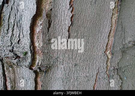 Primo piano dettagliato di una corteccia d'albero consumata che mostra profonde crepe verticali, strati che si staccano e toni naturali contrastanti di marrone e grigio. Foto Stock