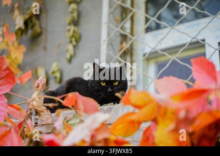 Gatto nero disteso dietro un muro rosso in autunno Foto Stock
