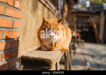 Gatto zenzero che dorme con gli occhi chiusi su una panchina di legno alla luce del sole Foto Stock