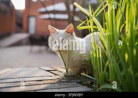 Gatto bianco con occhi azzurri che sbircia dall'erba Foto Stock