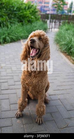 Pudel color albicocca seduto su un sentiero di mattoni nel parco Foto Stock